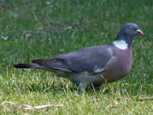 Columba palumbus